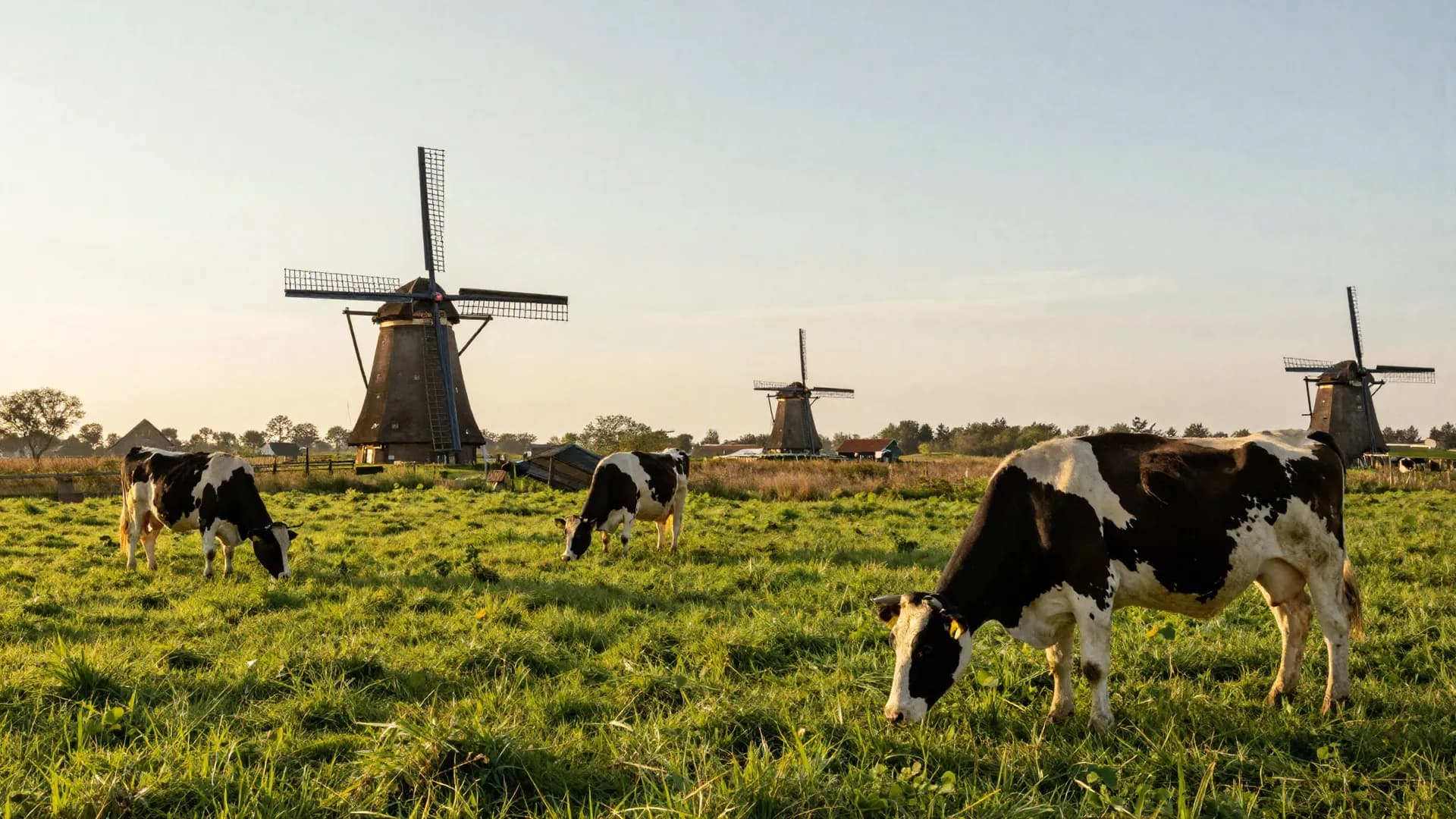 dairy